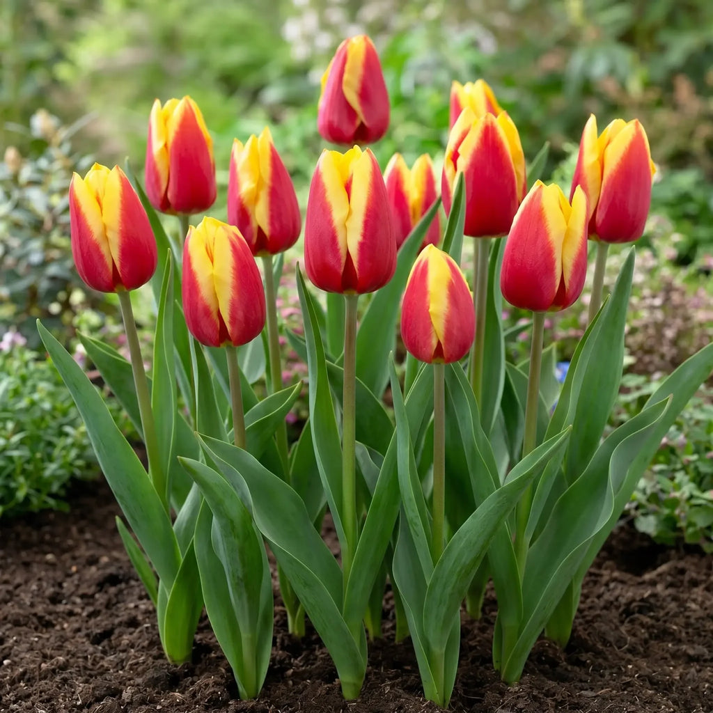 Groep Tulipa Jan Seignette in een tuinborder