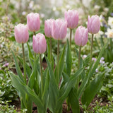 Tulipa Silver Cloud group border