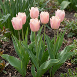 Groep Tulipa Apricot Beauty in een tuinborder