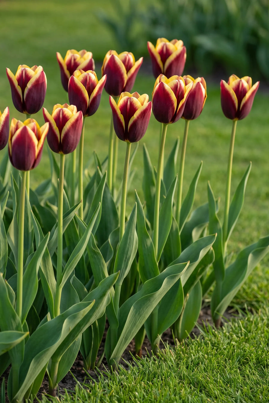 Groep Tulipa Gavota in een tuinborder