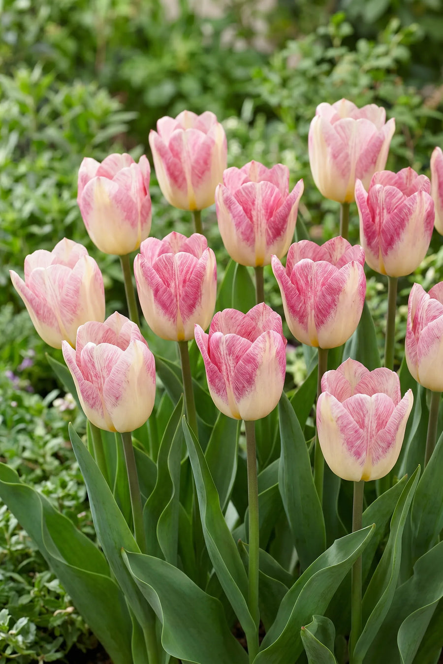 Groep Tulipa Flaming Purissima in een tuinborder