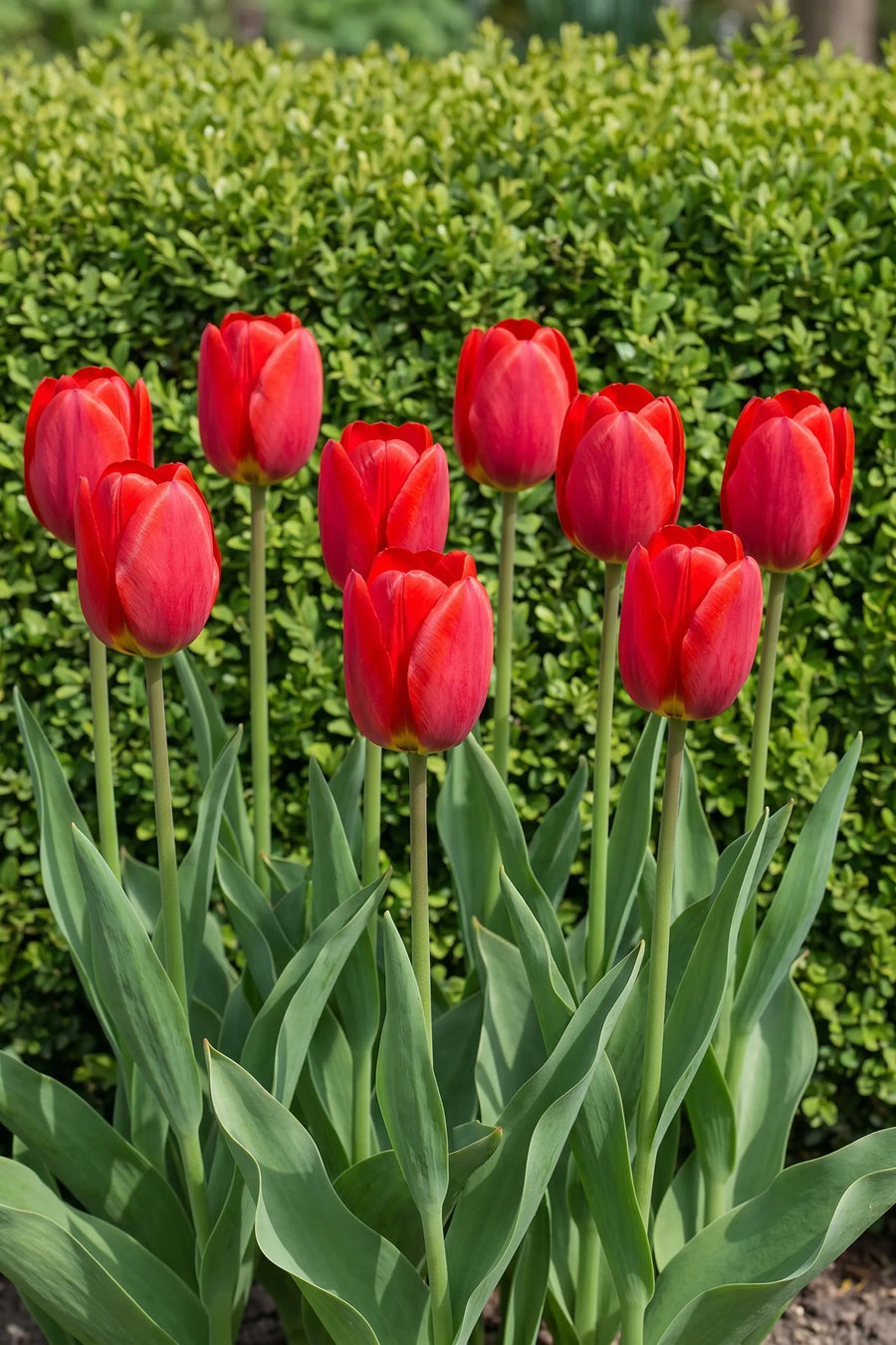 Groep Tulipa Ile de France in een tuinborder