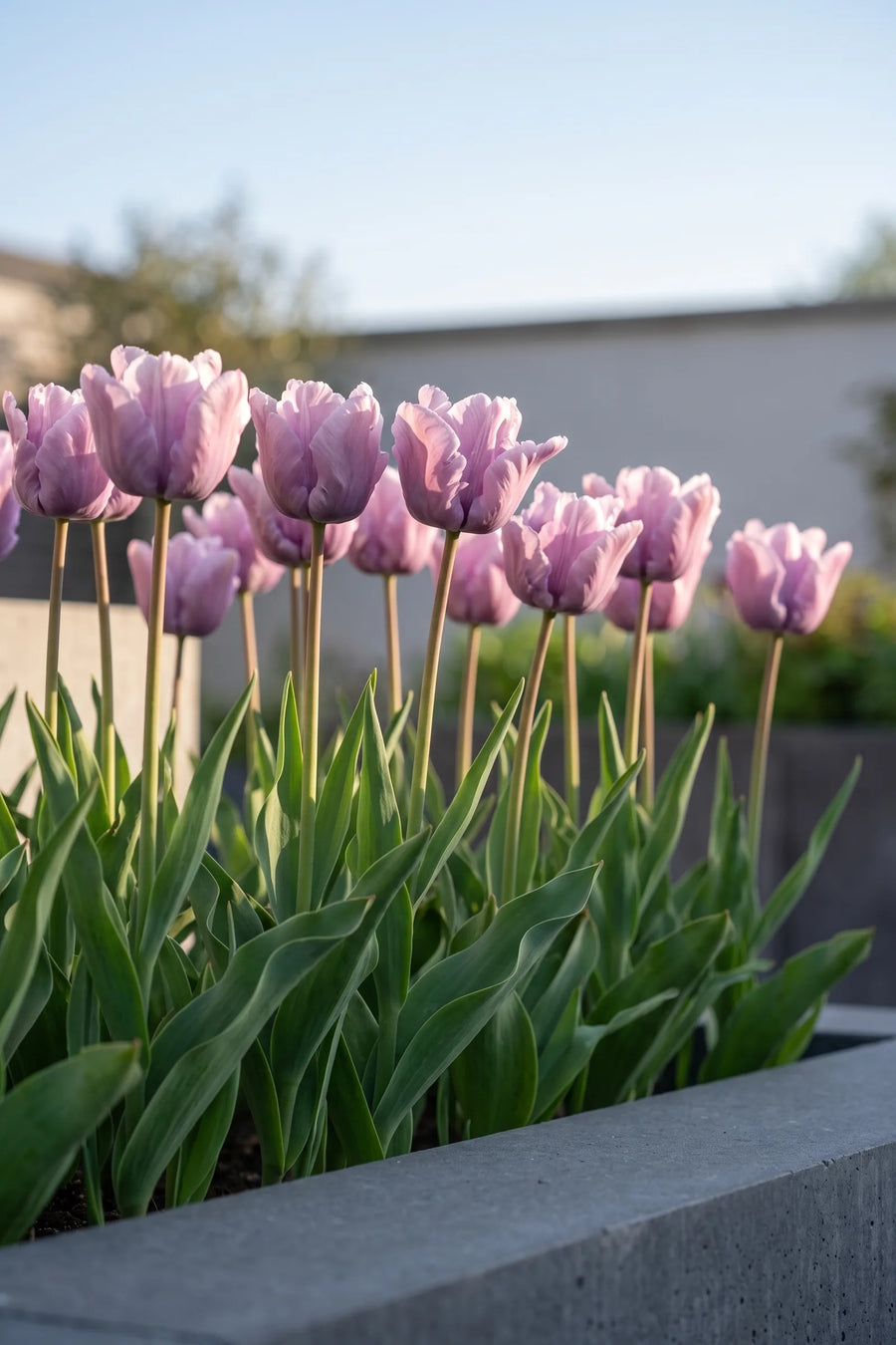 Groep Tulipa James Last in een tuinborder