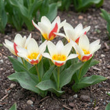 Groep Tulipa The First in een tuinborder