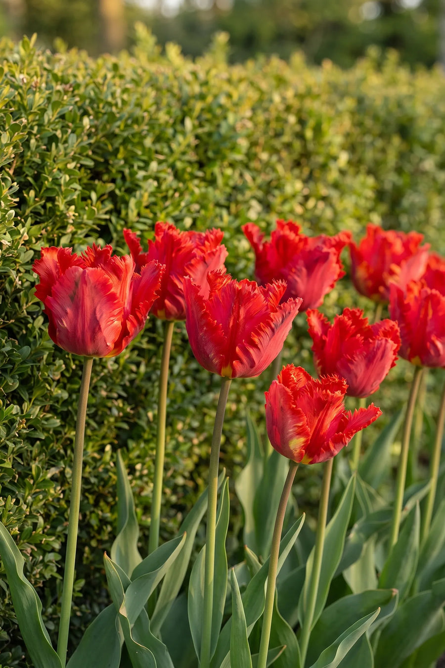 Groep Tulipa Garden Fire in een tuinborder