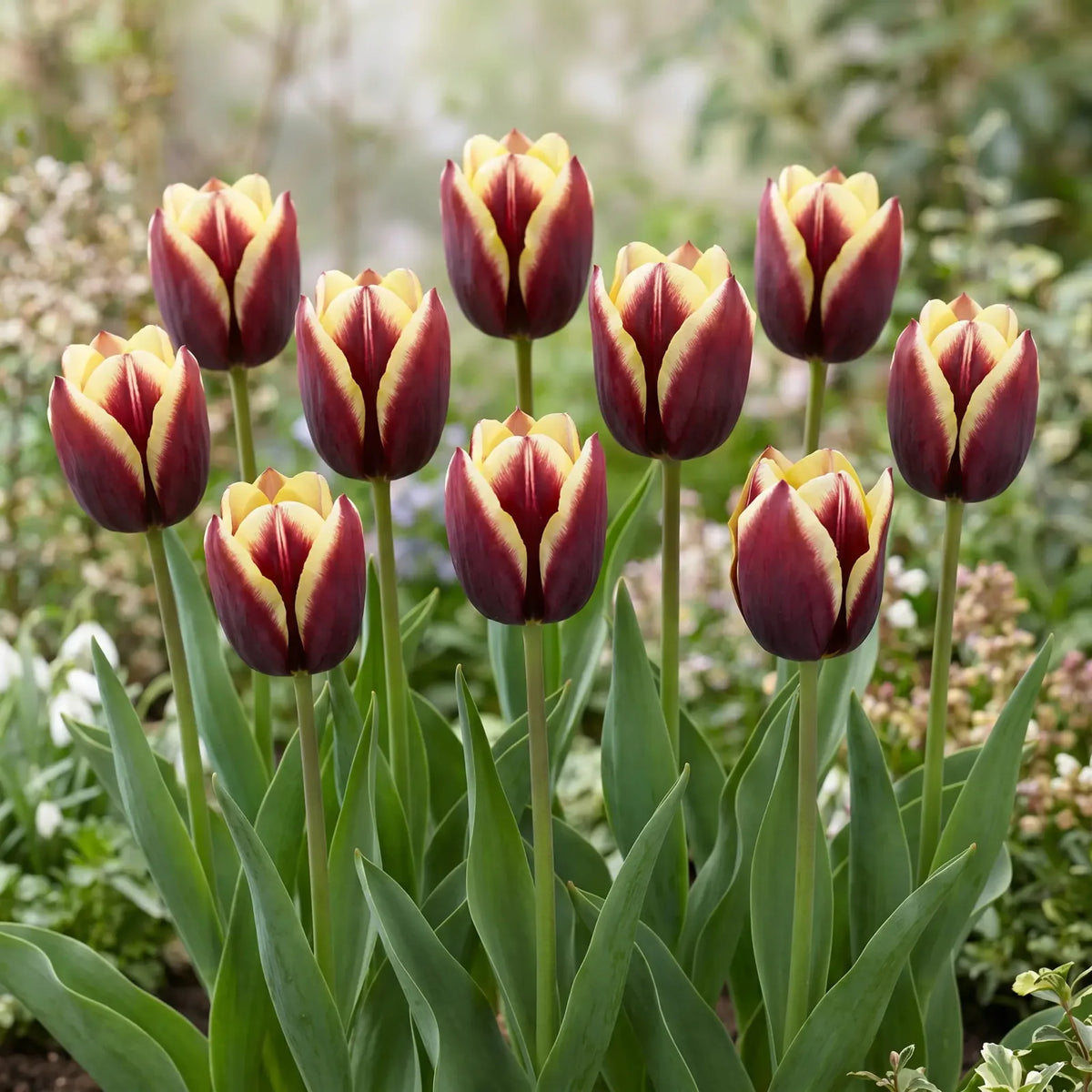 Tulipa Gavota group border