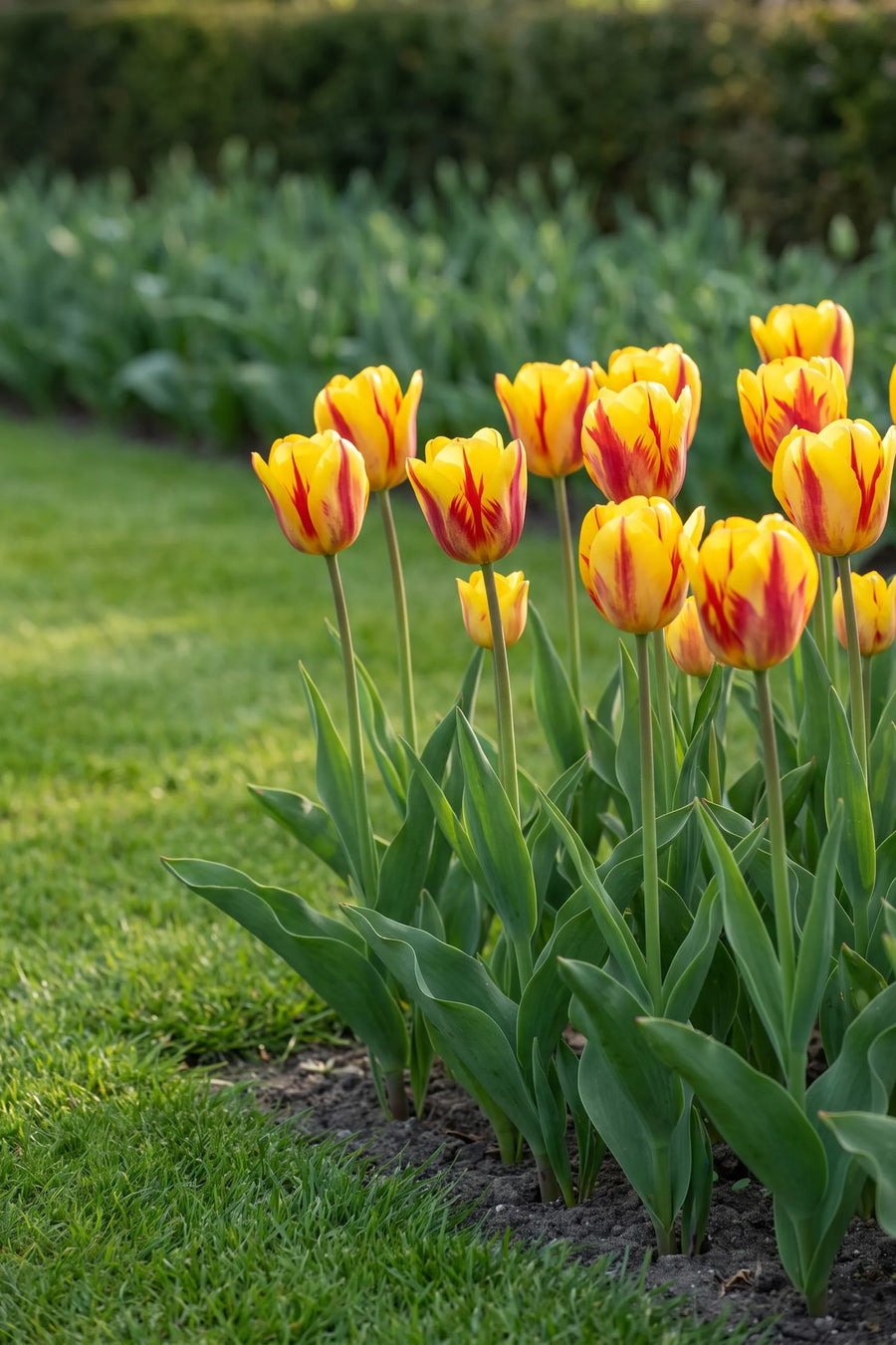 Groep Tulipa Washington in een tuinborder