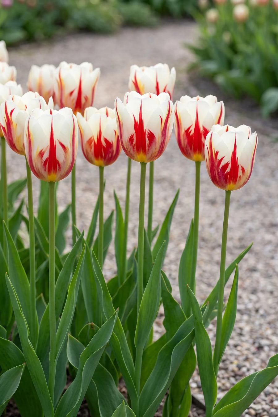 Groep Tulipa Carnaval de Rio in een tuinborder
