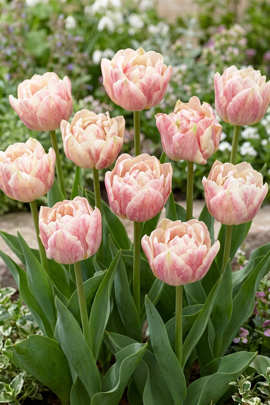 Groep Tulipa Silk Road in een tuinborder