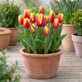 Tulipa Jan Seignette in een terracotta pot op een terras