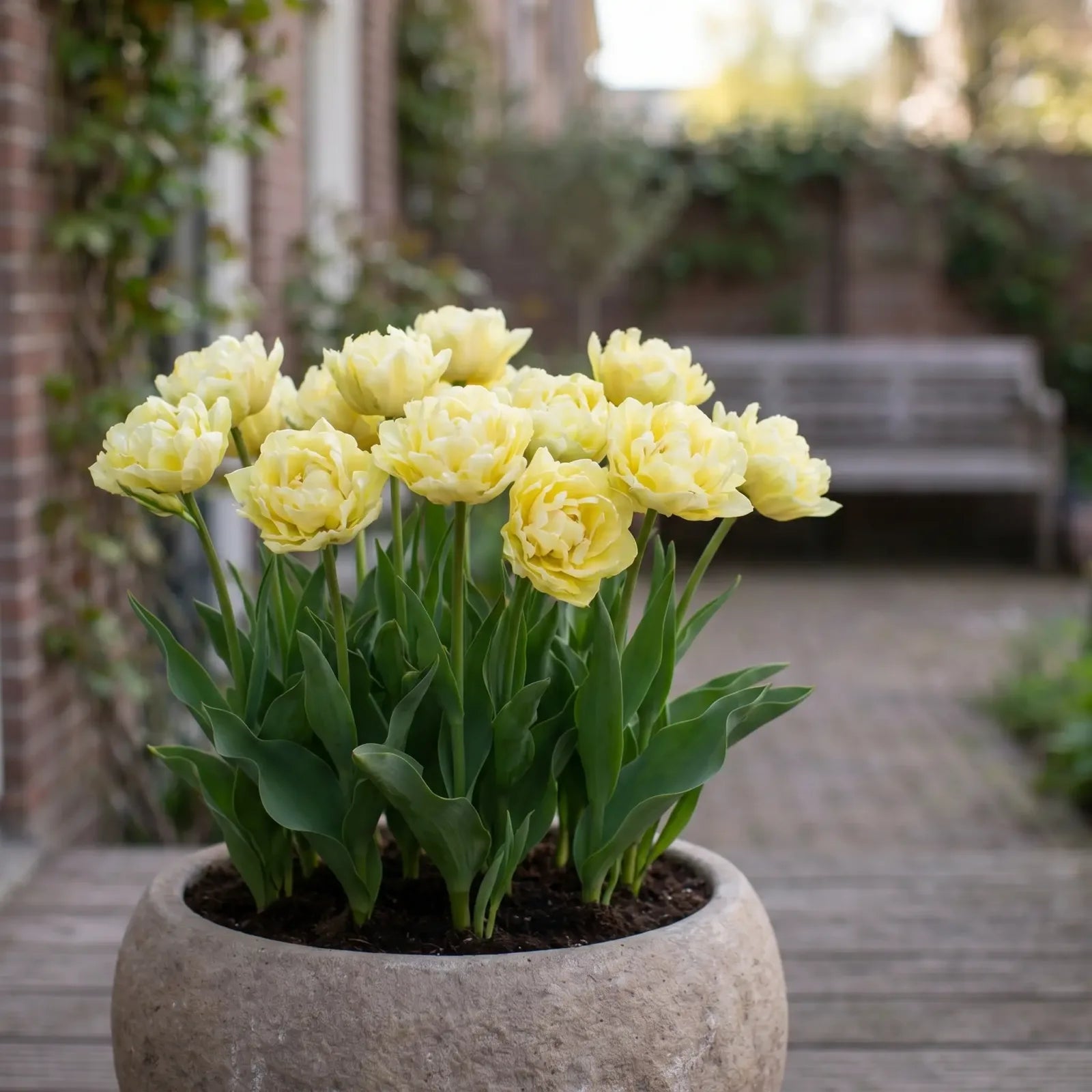 Tulipa Verona in een terracotta pot op een terras