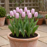 Tulipa Silver Cloud pot balcony