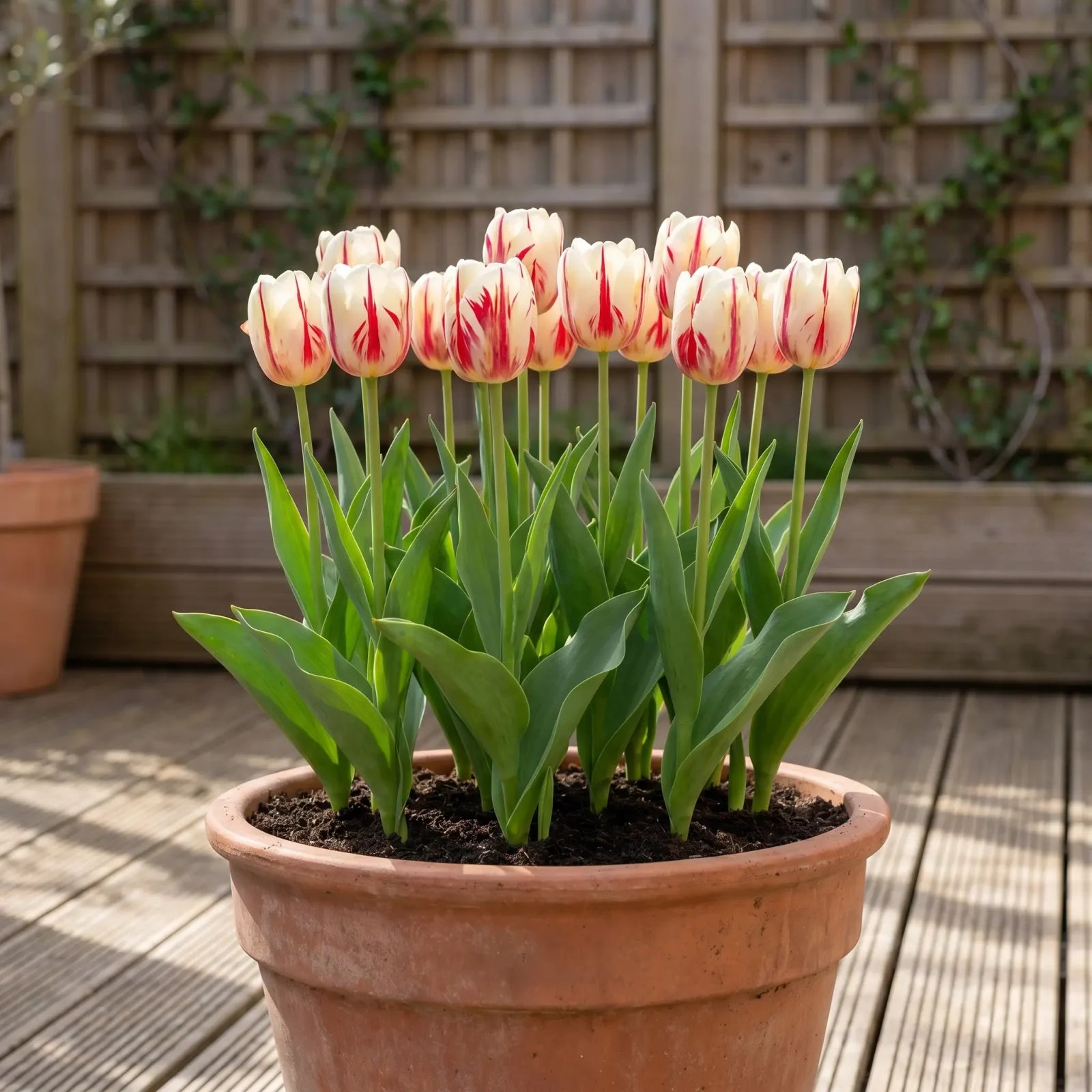Tulipa One Direction pot balcony