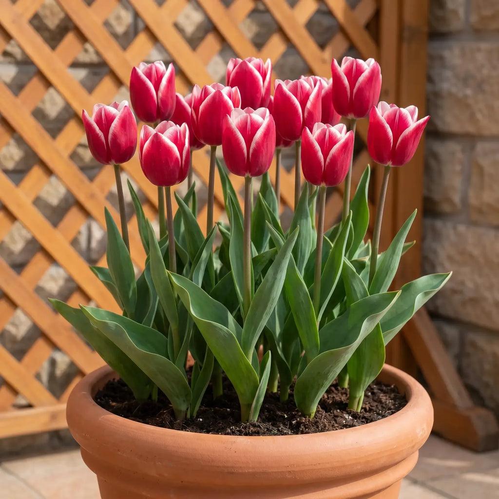 Tulipa Leo Visser pot balcony