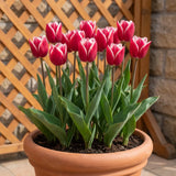 Tulipa Leo Visser pot balcony