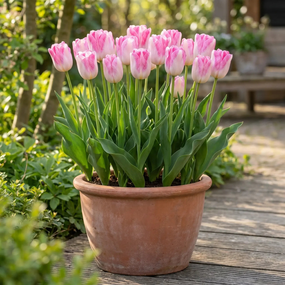 Tulipa Infinity in een terracotta pot op een terras
