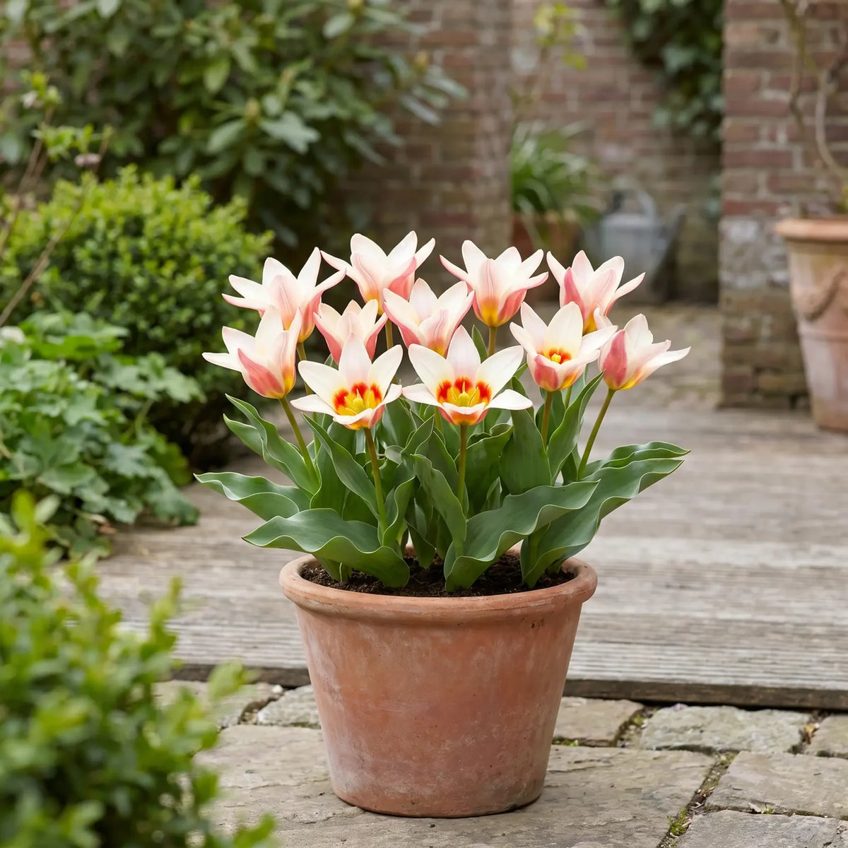 Tulipa Ancilla in een terracotta pot op een terras