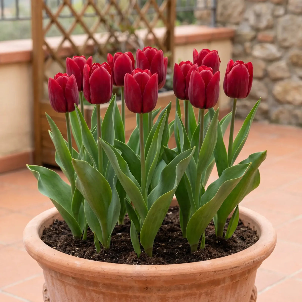 Tulipa Seadov pot balcony
