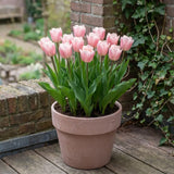 Tulipa Apricot Beauty in een terracotta pot op een terras