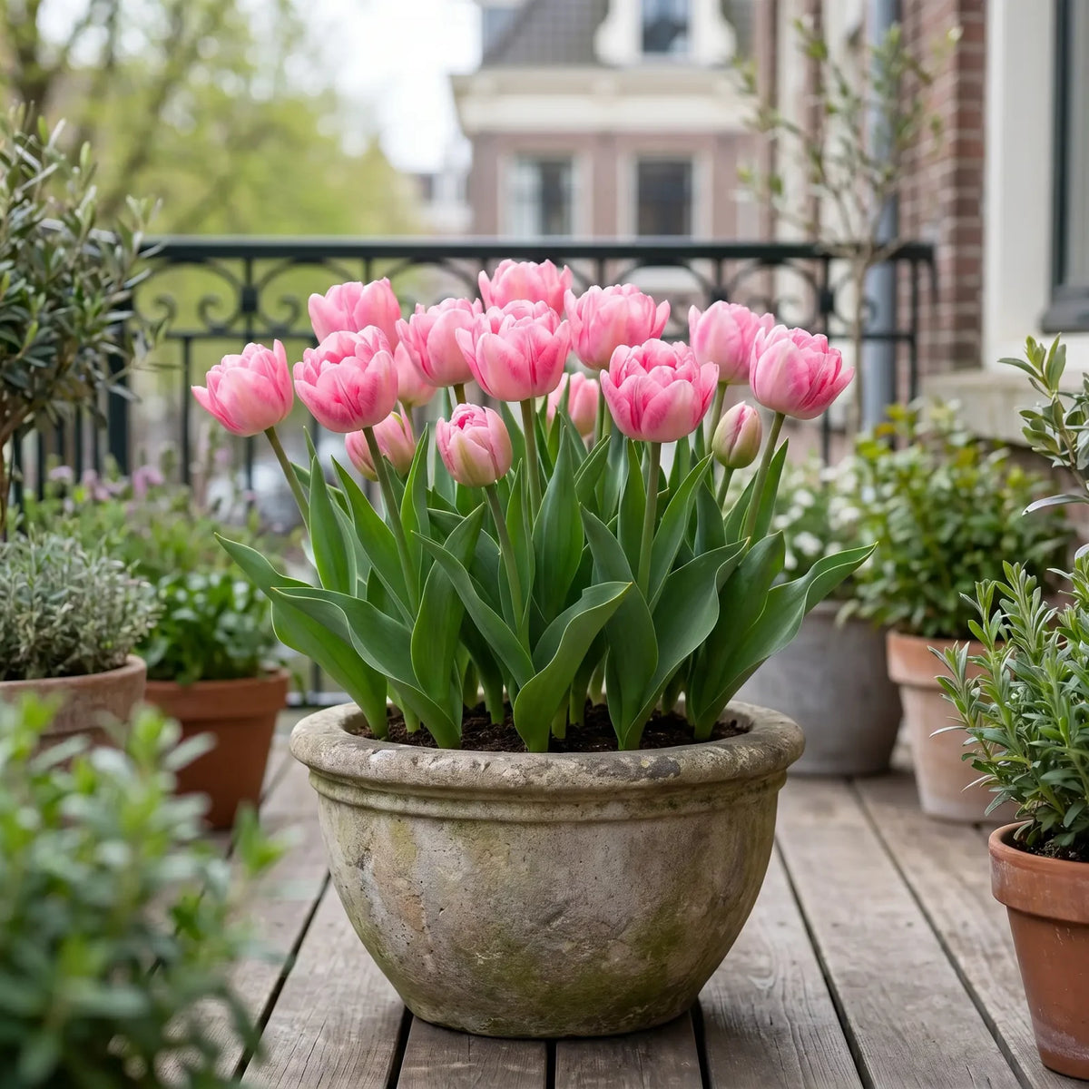 Tulipa Foxtrot in een terracotta pot op een terras