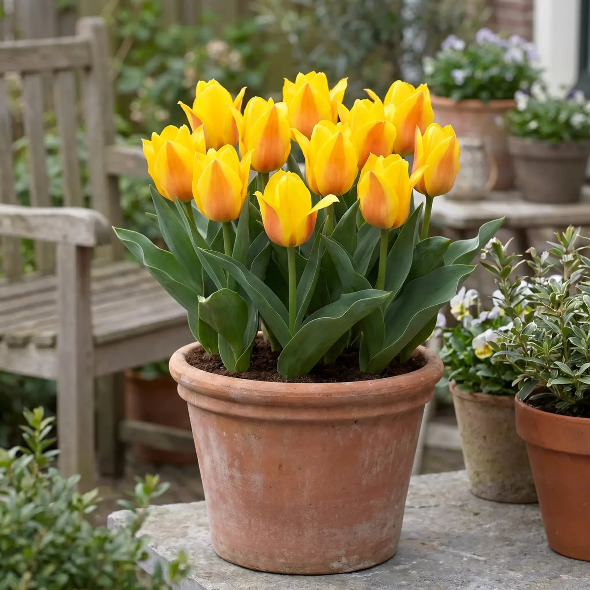 Tulipa Buttercup in een terracotta pot op een terras