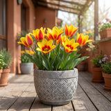 Tulipa Stresa pot balcony