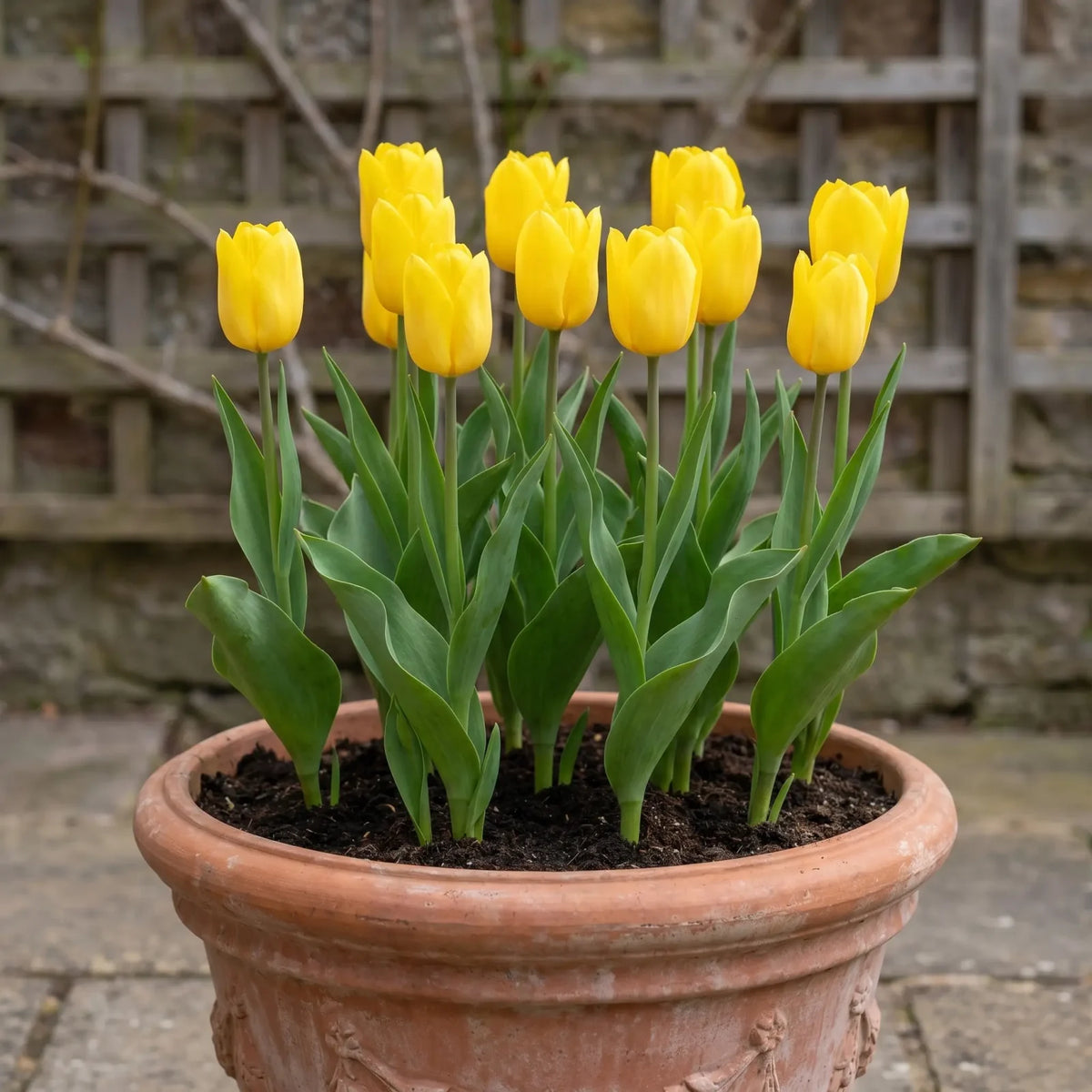 Tulipa Strong Gold pot balcony