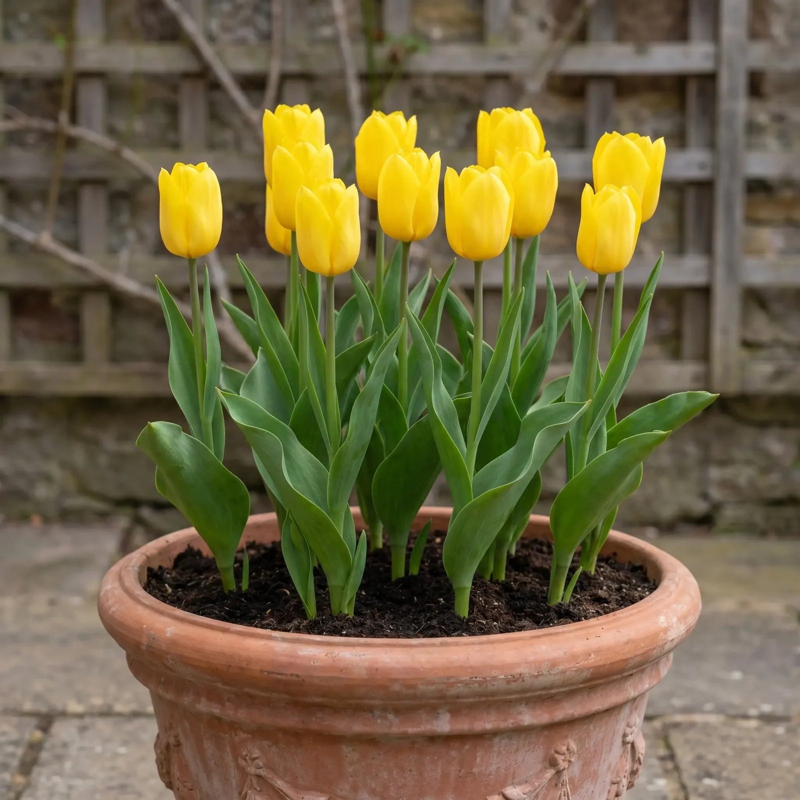 Tulipa Strong Gold pot balcony