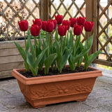 Tulipa Ile de France pot balcony