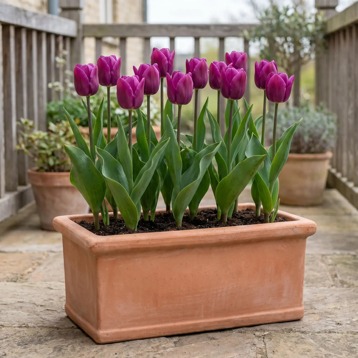Tulipa Passio Glossy pot balcony