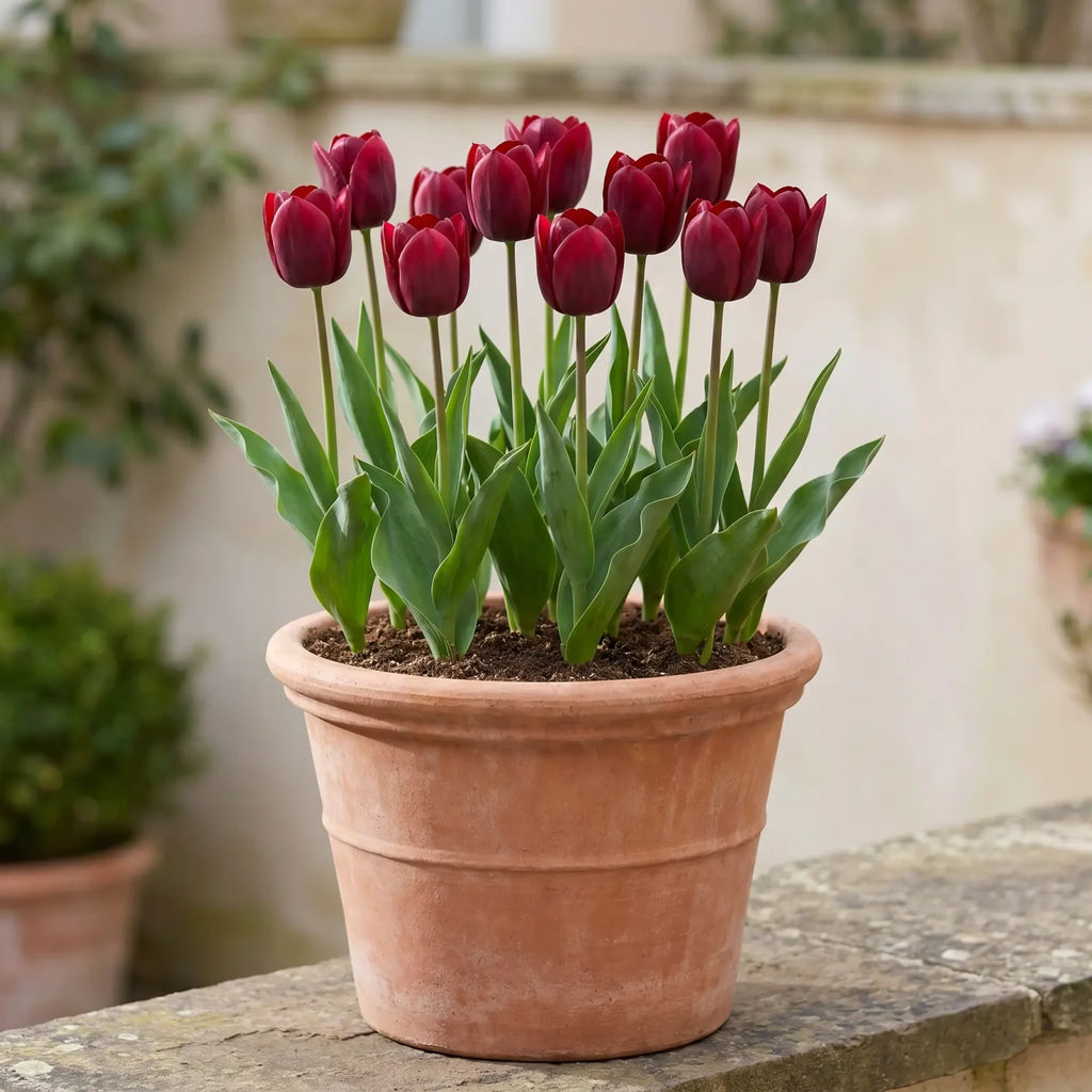 Tulipa National Velvet pot balcony