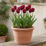 Tulipa National Velvet pot balcony
