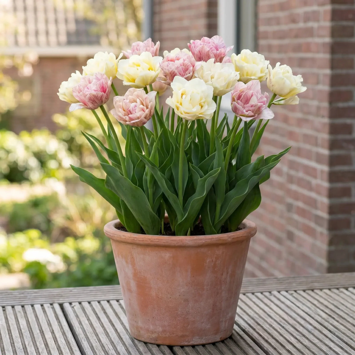 Tulipa Silk Road in een terracotta pot op een terras