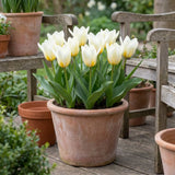 Tulipa Concerto in een terracotta pot op een terras