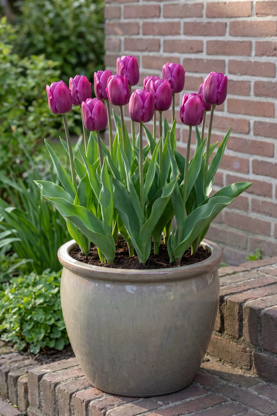 Tulipa Purple Prince in een pot op een terras