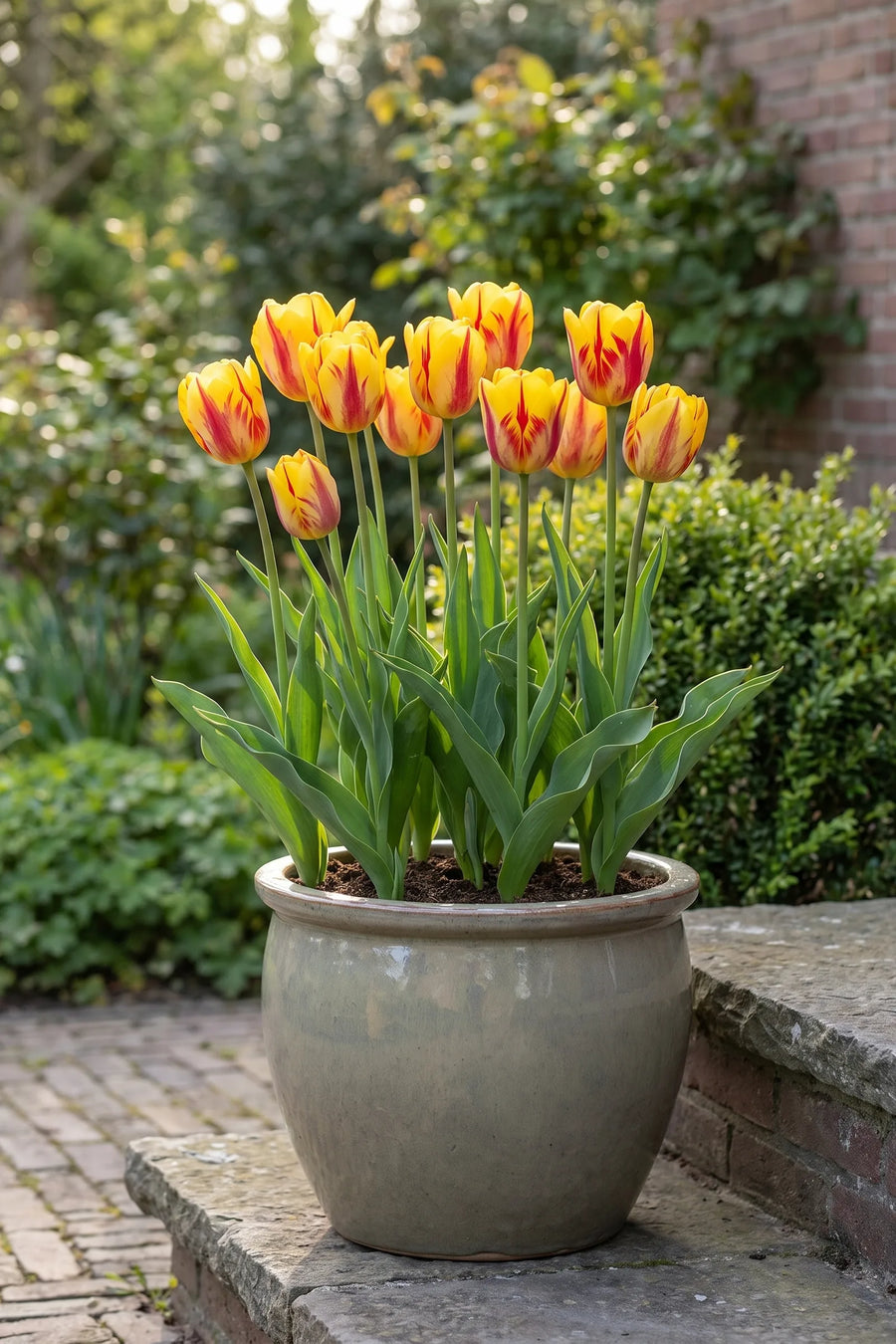 Tulipa Washington in een pot op een terras