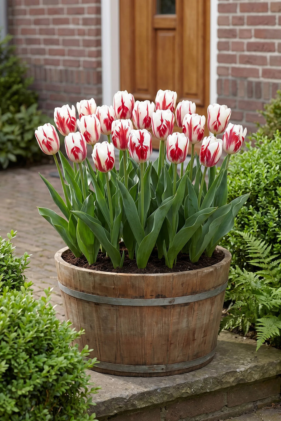 Tulipa Grand Perfection in een pot op een terras