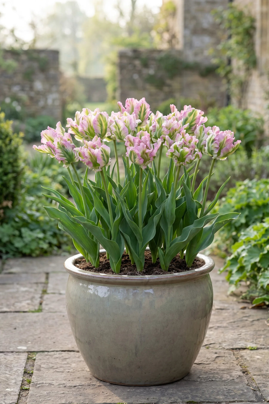 Tulipa Green Wave in een pot op een terras