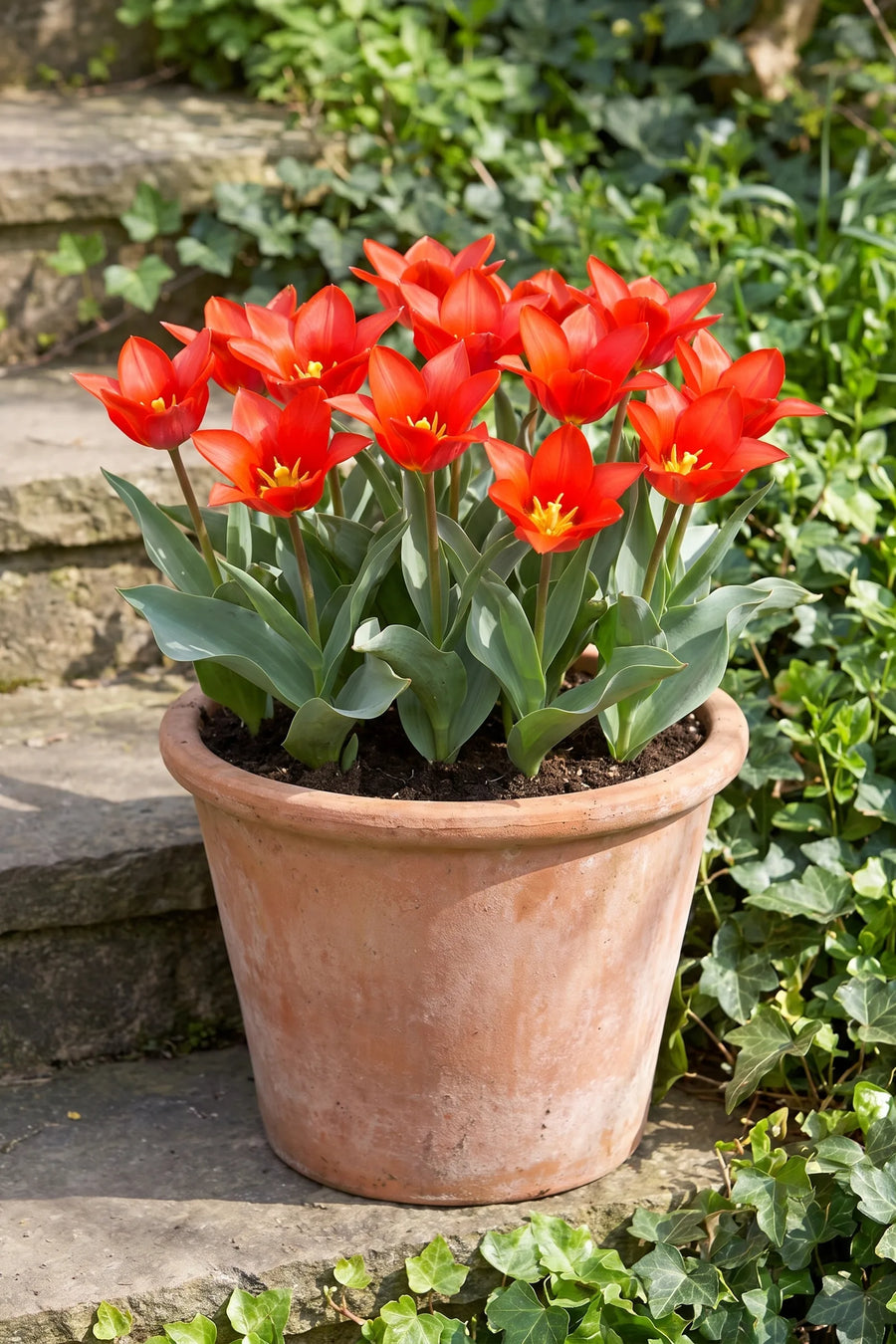 Tulipa Scarlet Baby in een pot op een terras
