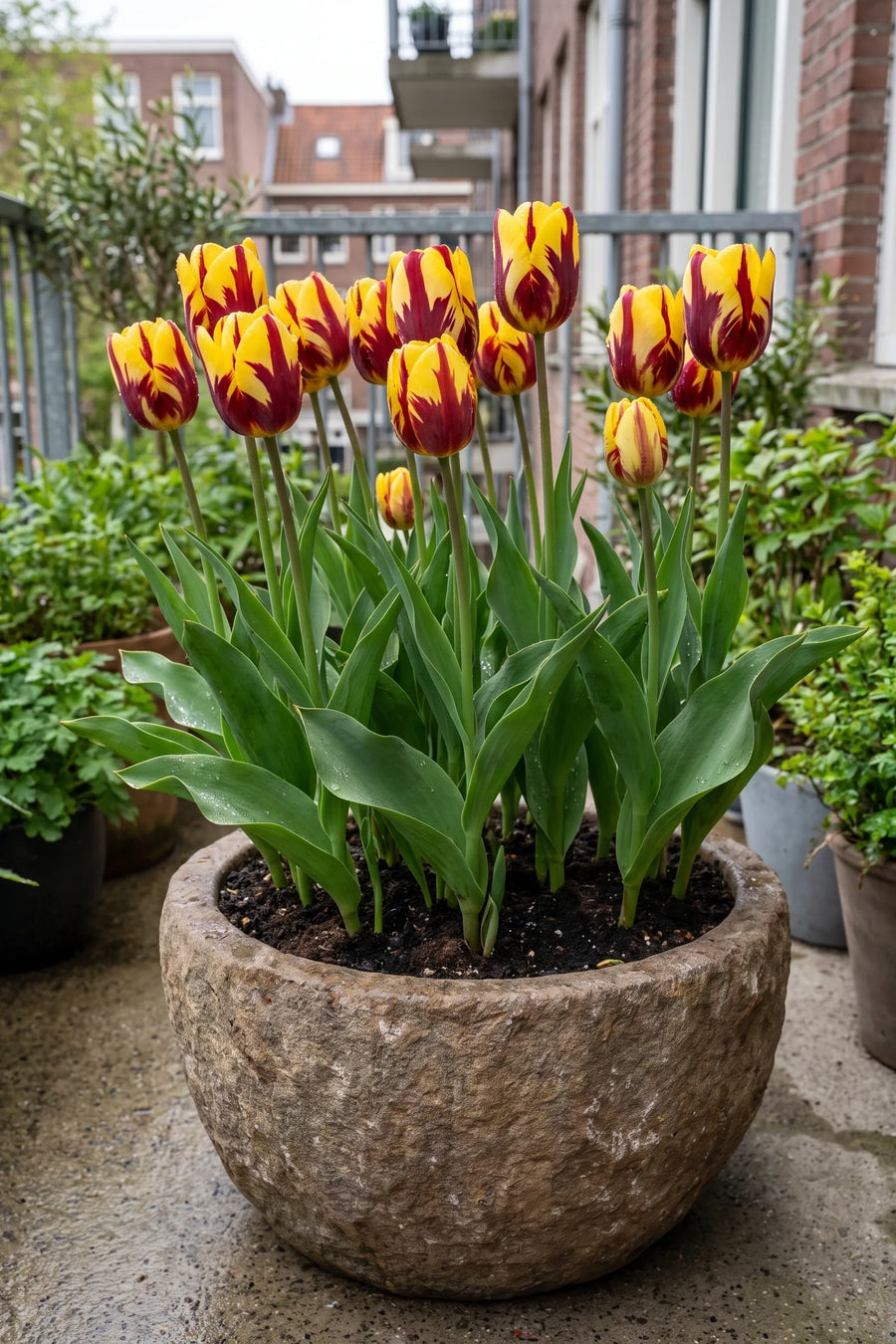 Tulipa Helmar in een pot op een terras