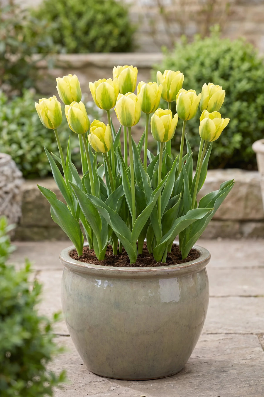 Tulipa Formosa in een pot op een terras
