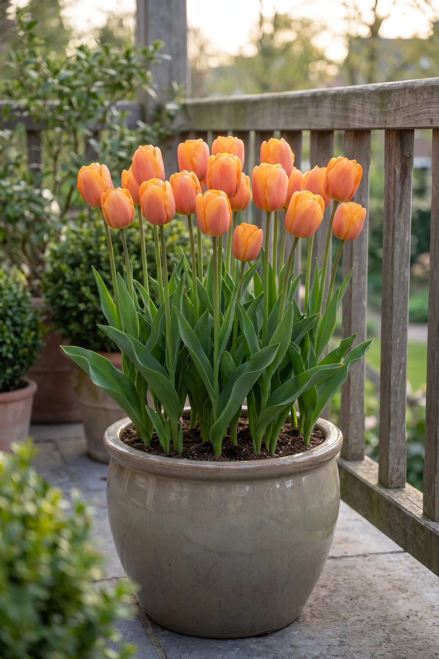 Tulipa Bellville in een pot op een terras