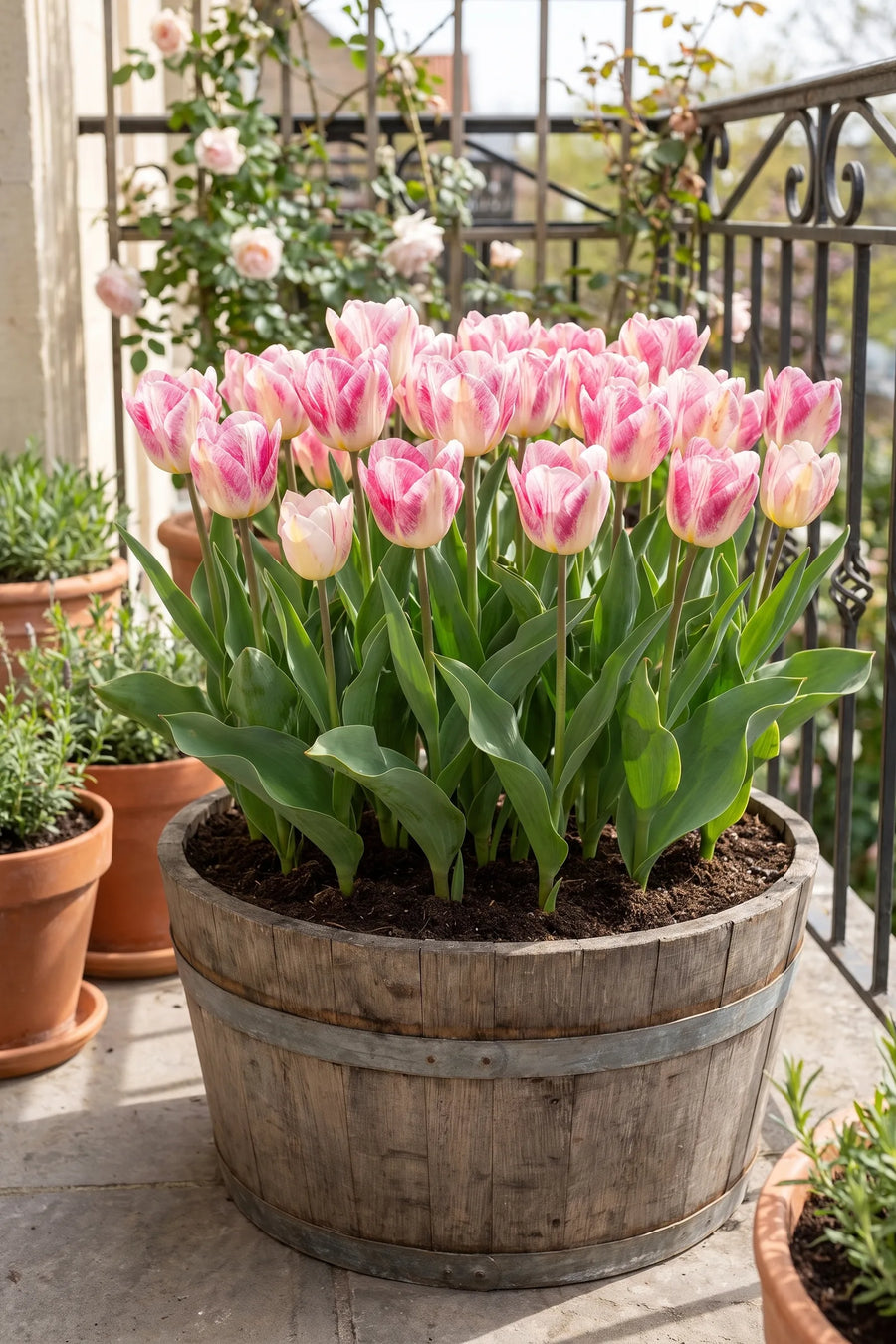 Tulipa Flaming Purissima in een pot op een terras