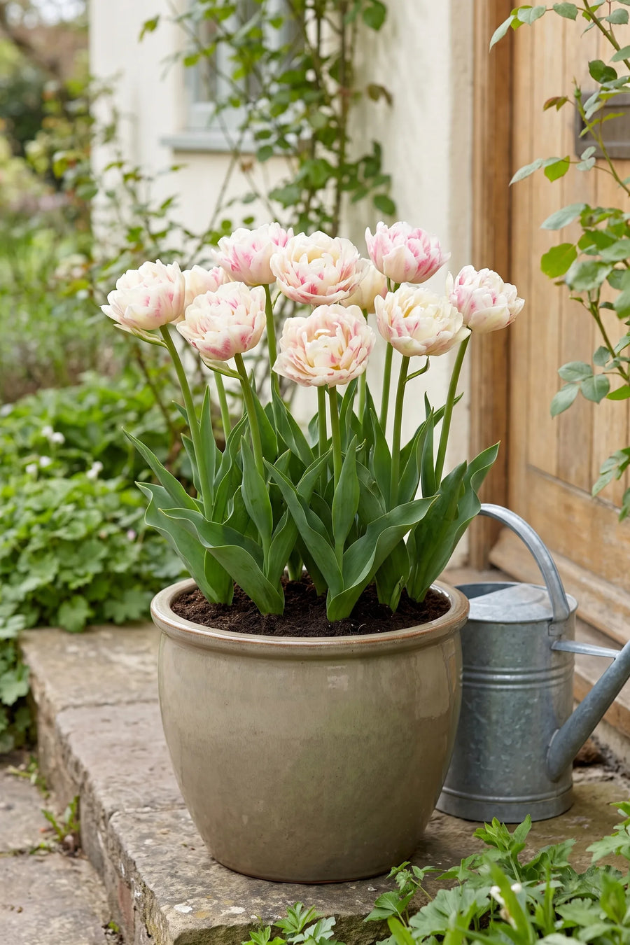 Tulipa Silk Road in een pot op een terras
