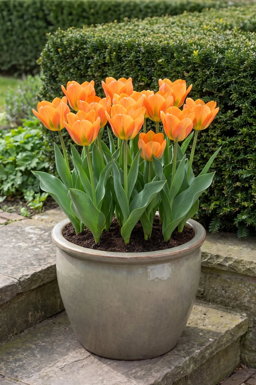 Tulipa Orange Emperor in een pot op een terras