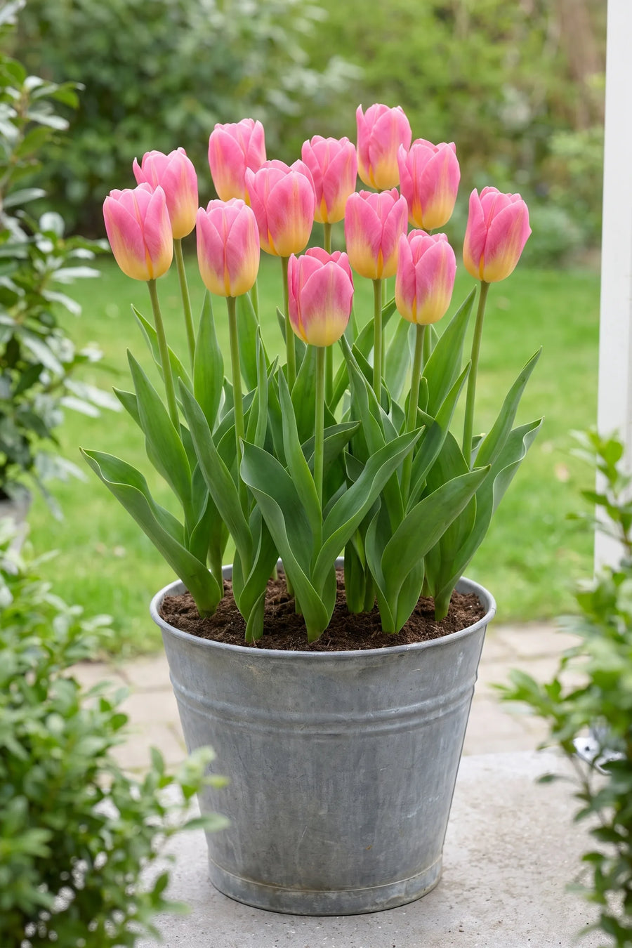 Tulipa Tom Pouce in een pot op een terras