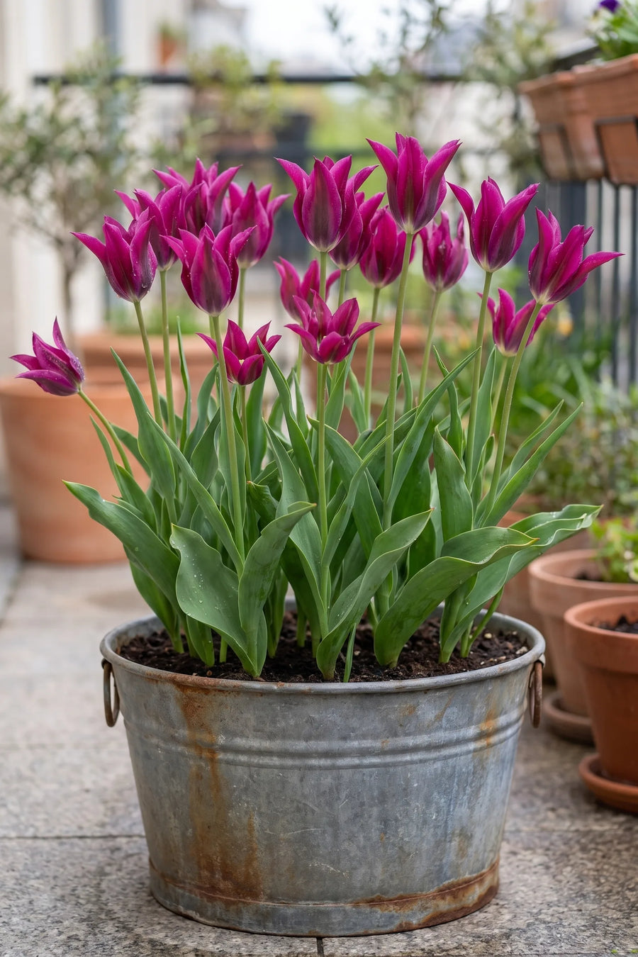 Tulipa Purple Doll in een pot op een terras