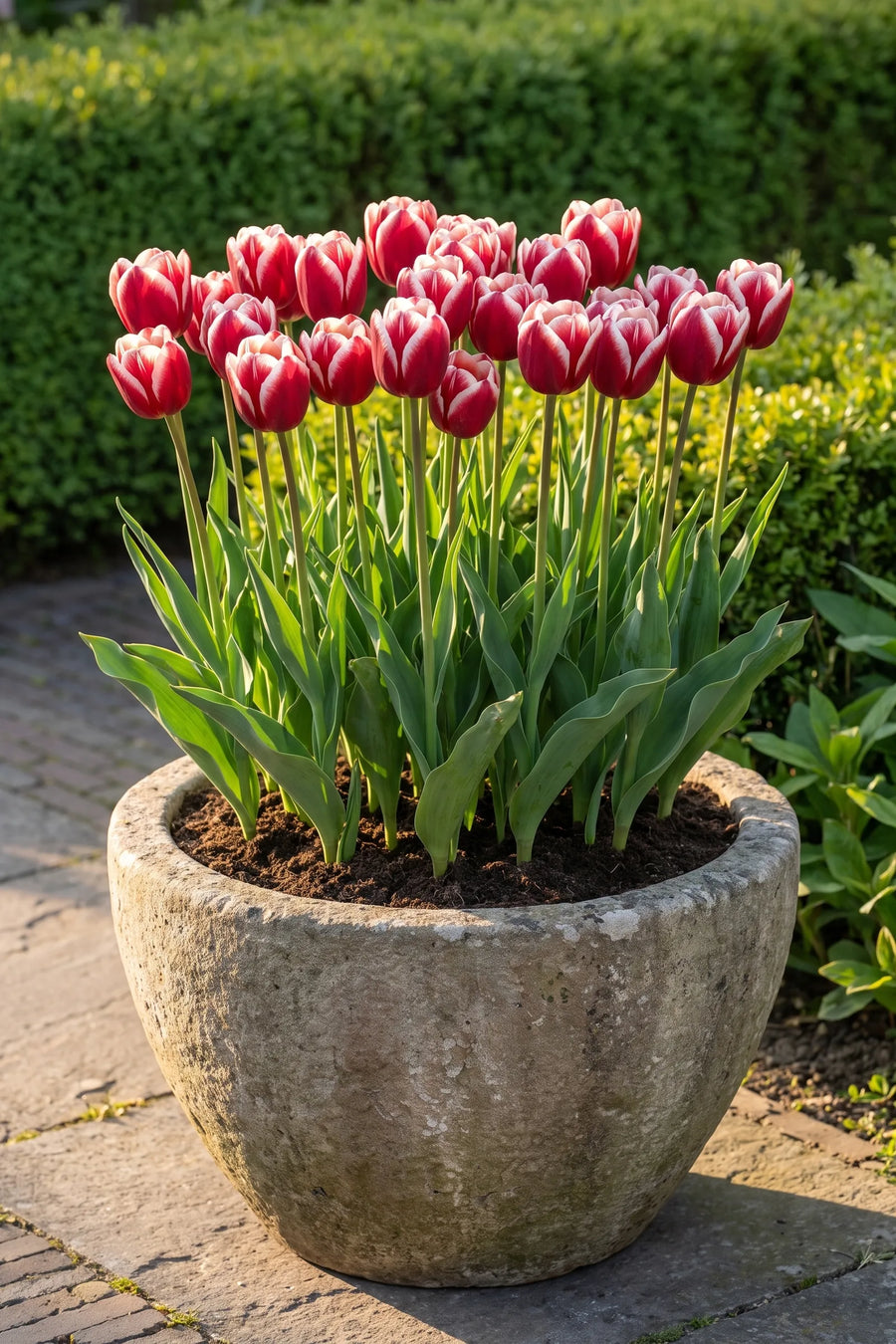 Tulipa Timeless in een pot op een terras