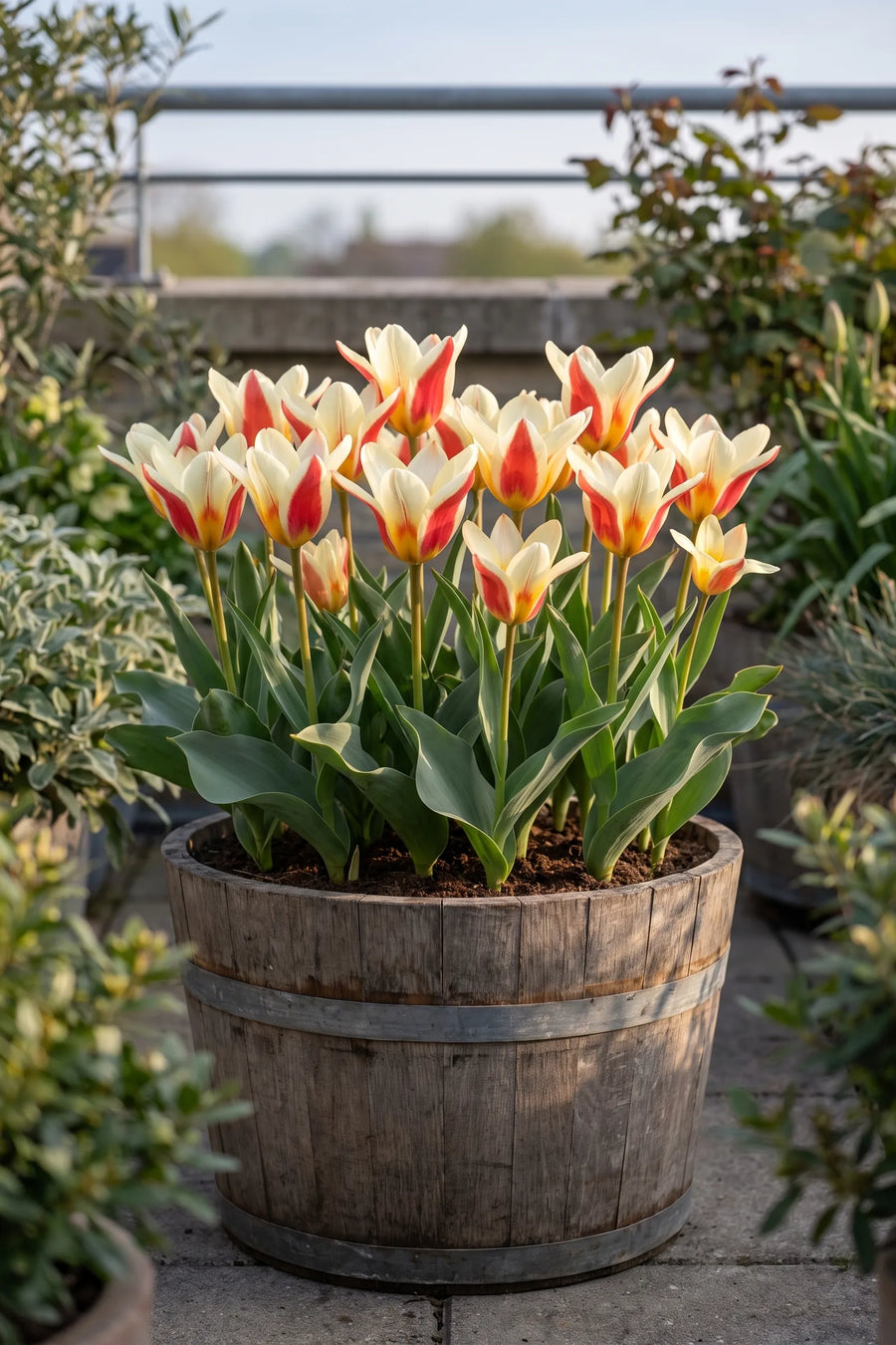 Tulipa The First in een pot op een terras