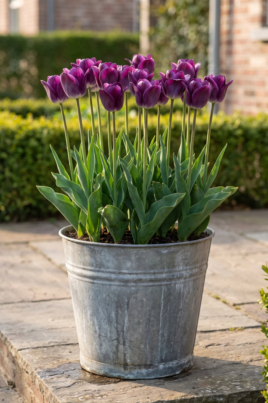 Tulipa Kansas Proud in een pot op een terras
